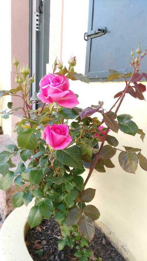 Quinta Do Outeiro Bed & Breakfast Vila Nova de Poiares Eksteriør bilde