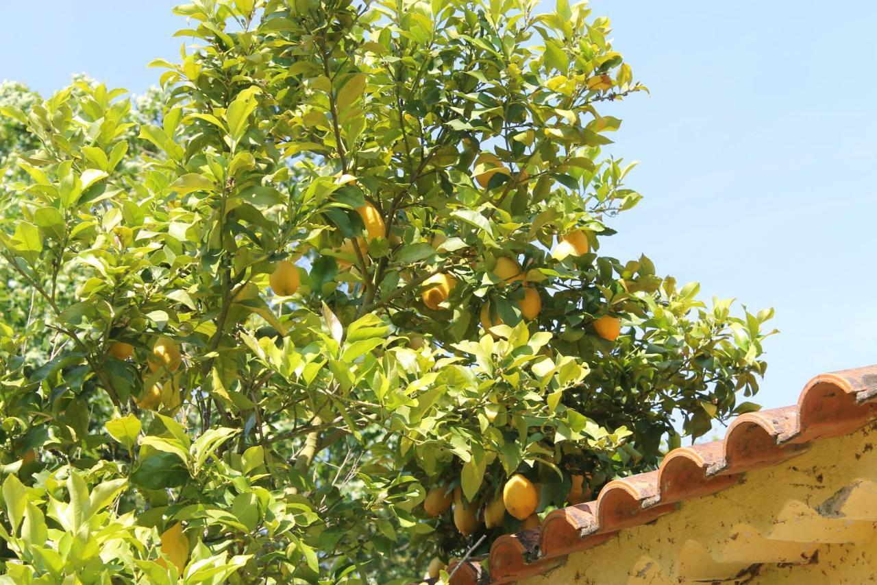 Quinta Do Outeiro Bed & Breakfast Vila Nova de Poiares Eksteriør bilde